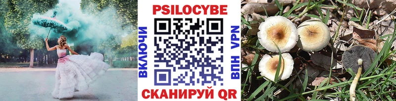 купить   Сунжа  Псилоцибиновые грибы Cubensis 